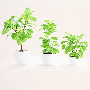 Lush Ficus Lyrata Plant 3D model image 1 