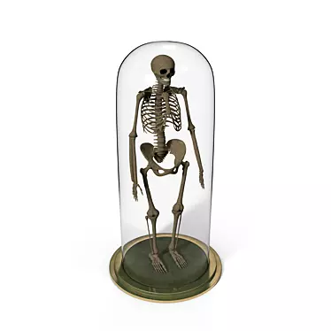 Skeletal Wonder: Miniature Human Model 3D model image 1 