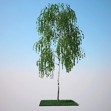 Birch Model: Perfect for Close-ups and Medium Shots 3D model image 1 