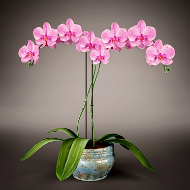 Elegant Phalaenopsis Orchid 3D model image 1 