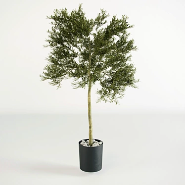  Petite Olive Tree 3D model image 1 