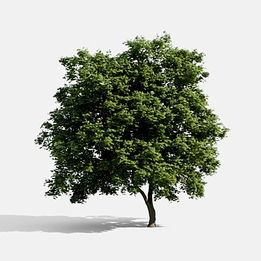 Evergreen Beauty: High-Density Exterior Tree 3D model image 1 