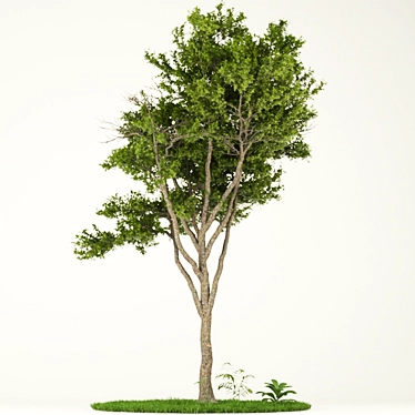 Elegant Tree Print Vol.1 3D model image 1 