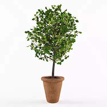 Houseplant Verdun Green