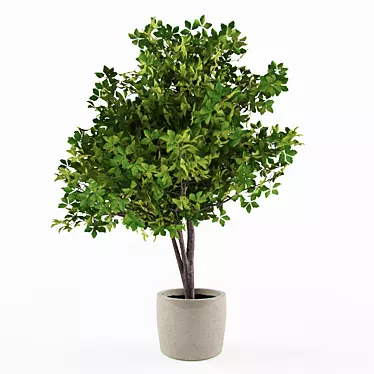 Elegant Potted Ornamental Plant 3D model image 1 