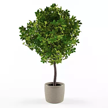 Decorative houseplant