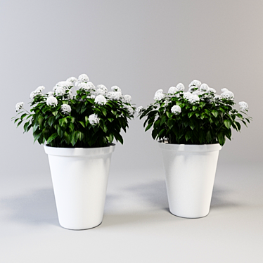 Beautiful Hydrangea Bush in a Large Pot 3D model image 1 