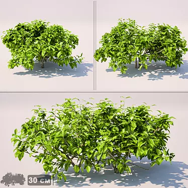 Flourishing Trio of 30cm Bushes 3D model image 1 