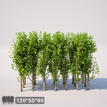 Square Bush, Large and Sturdy 3D model image 1 