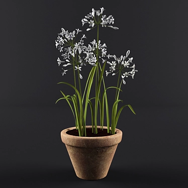 Ornamental Agapanthus in Pot 3D model image 1 