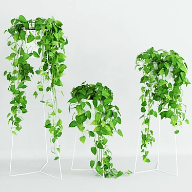 Woodbine 3 - Philodendron Scandens Vine Plant 3D model image 1 