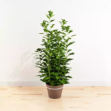 Houseplant Dark Green