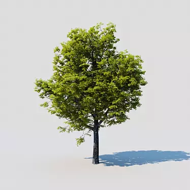 Majestic Oak of Serenity 3D model image 1 