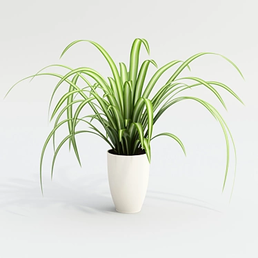 Spider plants