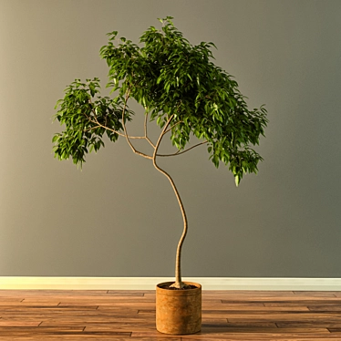 Natural Claypot Tree - 1.9m Height 3D model image 1 