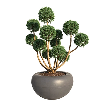 Miniature Zen Tree: Bonsai 3D model image 1 