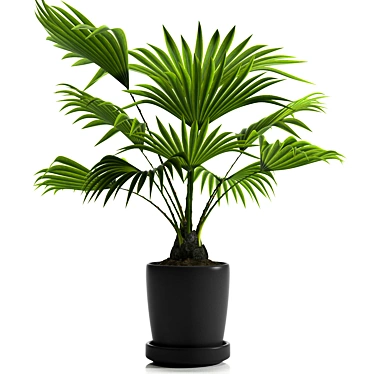 Tropical Bliss: Fan Palm Plants 21 3D model image 1 