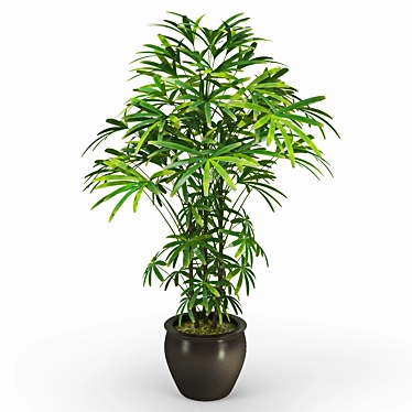 Raphis Palm: Realistic 3D Model 3D model image 1 