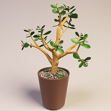 Blooming Money Tree - 36cm Height 3D model image 1 