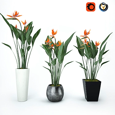 Tropical Beauty Strelitzia 3D model image 1 