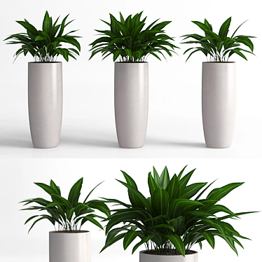 Elegant Aspidistra Plant Duo 3D model image 1 