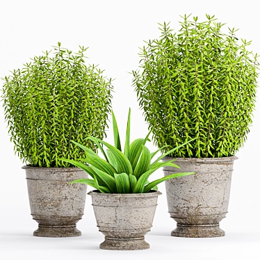 2021 Plant -18: Decorative Set 3D model image 1 