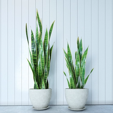 Stylish and Hardy Snake Plant 3D model image 1 