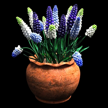 muscari