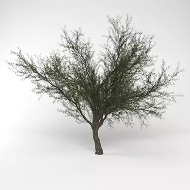  Desert Dream Mesquite Tree 3D model image 1 