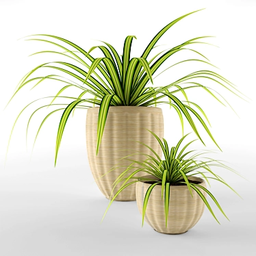 Houseplant British Racing Green