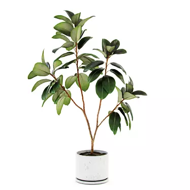 Large Ficus Elastica Decora in Concrete Pot 3D model image 1 