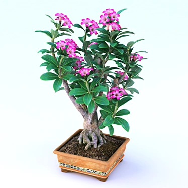 Adenium