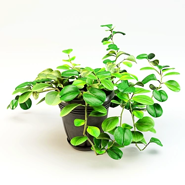 Peperomia Flowerpot - Two Designs 3D model image 1 