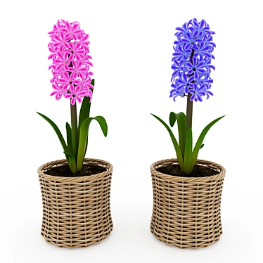 Pink and Blue Hyacinth in Wicker Basket 3D model image 1 
