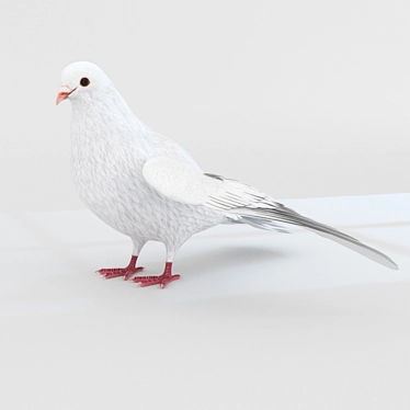 Rigged Dove 3D Model 3D model image 1 