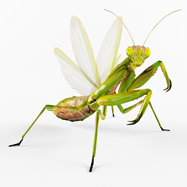 Mantis Religiosa: Elegant Insect Décor 3D model image 1 