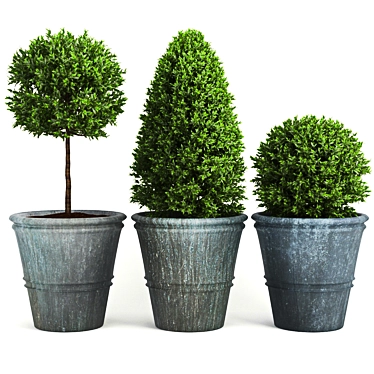 Buxus_two - High-quality 3D Plant Model 3D model image 1 