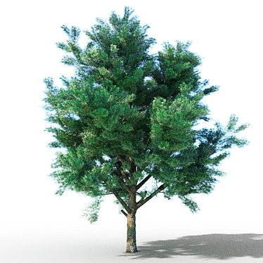 PolyHighTree: High-polygon Tree with Materials 3D model image 1 
