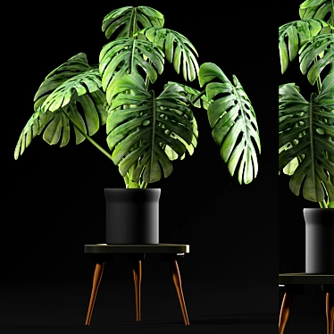 Tropical Monstera Plants for Sale 3D model image 1 