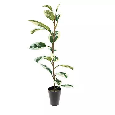 Pipal: Exquisite Ficus Plant 3D model image 1 