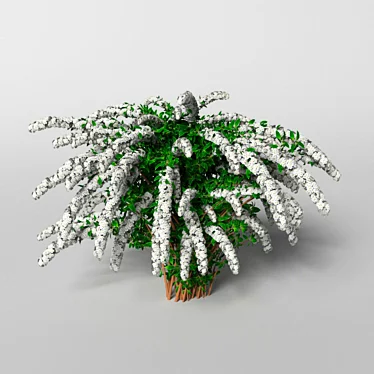 Grefsheim Spirea: 372k Polygons 3D model image 1 