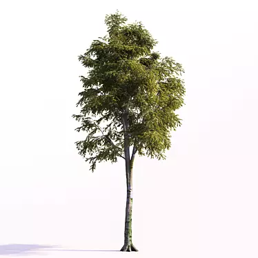 European Beech Tree: Geometric Foliage & Unique Texture 3D model image 1 