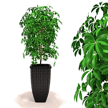 Tropical Schefflera: Vibrantly Patterned Decorative Plant 3D model image 1 