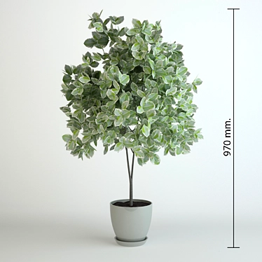 Elegant Benjamin Ficus Tree 3D model image 1 