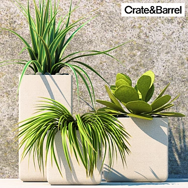 Versatile Greenery Set: PLANTS 60 in Crate&Barrel Pots 3D model image 1 