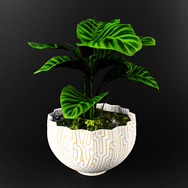 Stunning Calathea Zebrina: Perfect for Any Decor 3D model image 1 