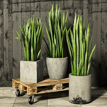 Rolling Sansevieria: Convenient and Stylish 3D model image 1 