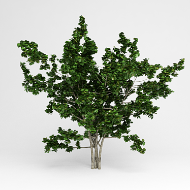 Naturalistic Garden Tree 3D model image 1 
