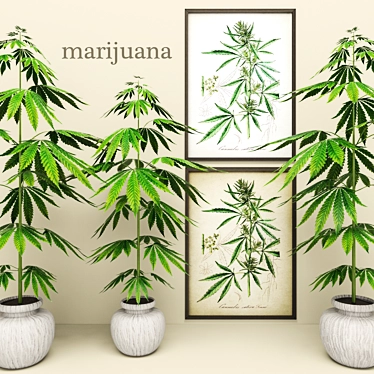 Marijuana Plant: Pot in a Picture 3D model image 1 