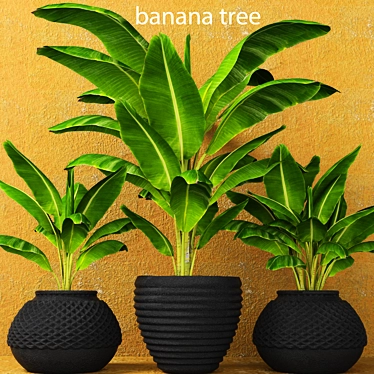 Tropical Banana Palm Trio 3D model image 1 